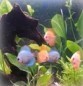 AXOLOTL - ZOO -  -  